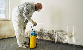 Professional Mold Removal Services in Attalla, AL